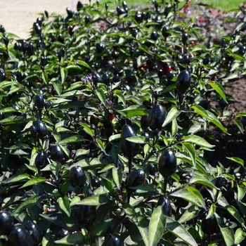 Capsicum annuum 'Black Olive' (062350)