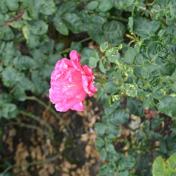 Rosa 'Pink Promise' (062354)