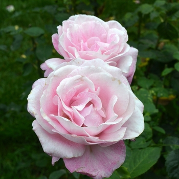 Rosa 'Sweet Surrender' (062383)