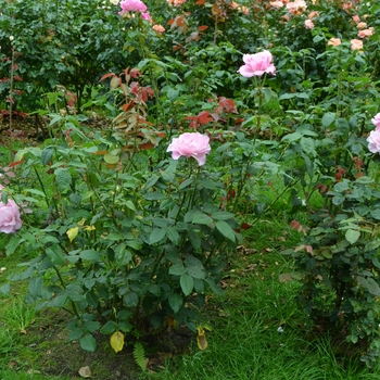 Rosa 'Sweet Surrender' (062388)