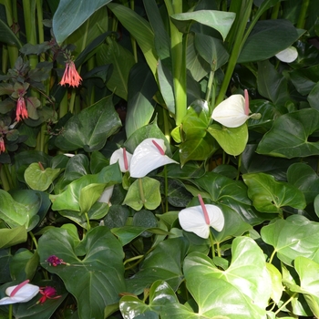 Anthurium 'White Heart' (062426)