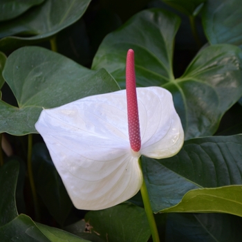 Anthurium 'White Heart' (062427)