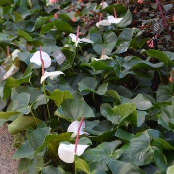 Anthurium 'White Heart' (062429)