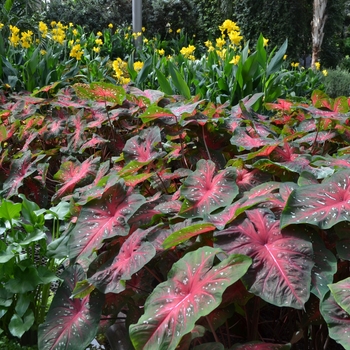 Caladium x hortulanum 'Red Flash' (062430)