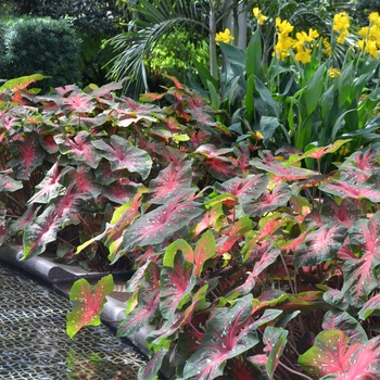 Caladium x hortulanum 'Red Flash' (062431)