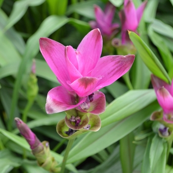 Curcuma alismatifolia '' (062434)