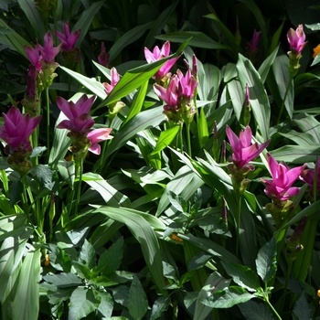 Curcuma alismatifolia '' (062435)