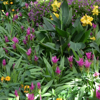 Curcuma alismatifolia '' (062436)