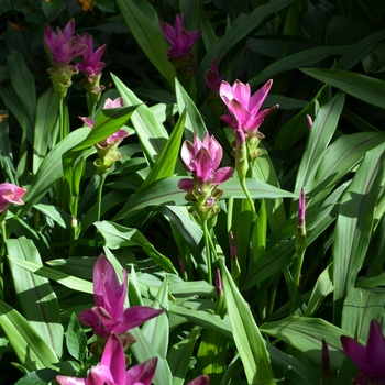 Curcuma alismatifolia '' (062437)