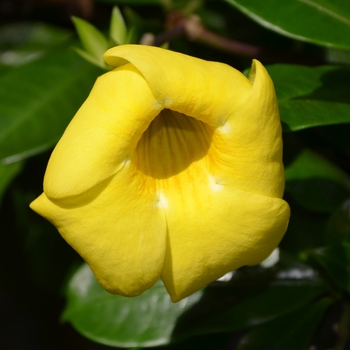 Allamanda neriifolia '' (062440)