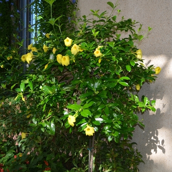 Allamanda neriifolia '' (062443)