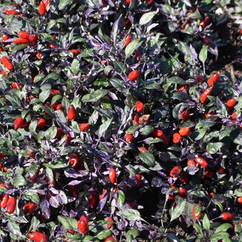 Capsicum annuum 'Calico' (062473)