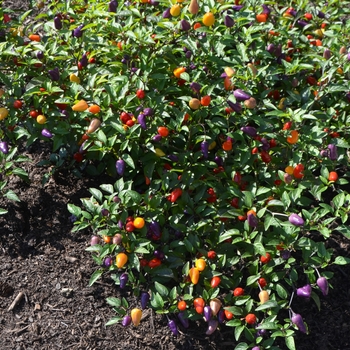 Capsicum annuum 'Chinese Five Color' (062478)