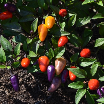 Capsicum annuum 'Chinese Five Color' (062479)