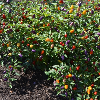 Capsicum annuum 'Chinese Five Color' (062481)