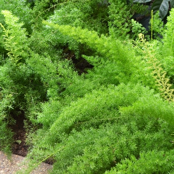 Asparagus densiflorus 'Myerii' (062509)