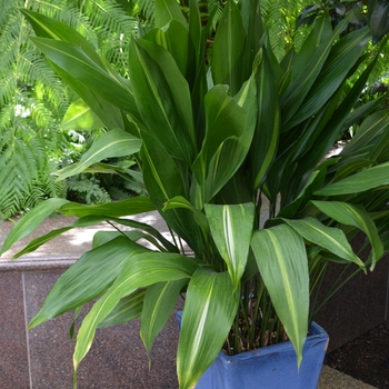 Aspidistra elatior 'Goldspike' (062514)