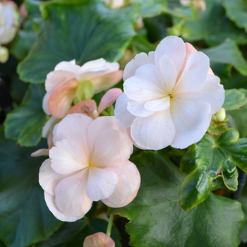 Begonia 'Emily Clibran' (062519)