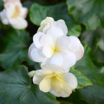 Begonia 'Emily Clibran' (062520)