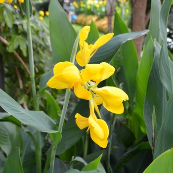 Canna 'Lemon Drop' (062525)