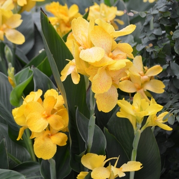 Canna x generalis 'Tropical Yellow' (062528)