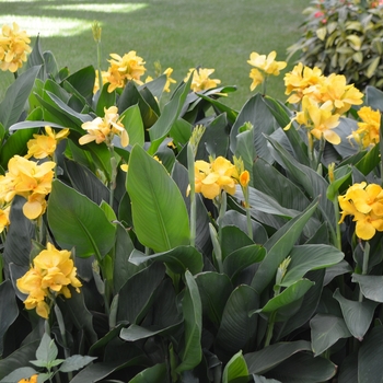 Canna x generalis 'Tropical Yellow' (062529)