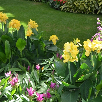 Canna x generalis 'Tropical Yellow' (062530)