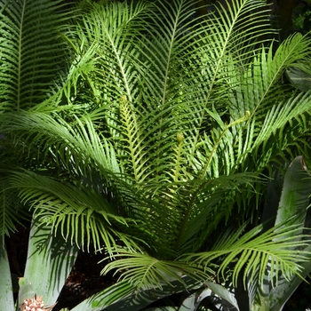 Blechnum gibbum 'Silver Lady' (062533)