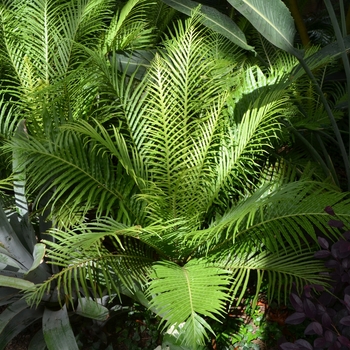 Blechnum gibbum 'Silver Lady' (062534)