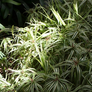 Carex phyllocephela 'Sparkler' (062538)