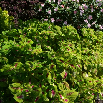 Coleus scutellarioides Kong Jr.™ '' (062543)