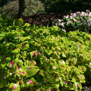 Coleus scutellarioides Kong Jr.™ '' (062547)