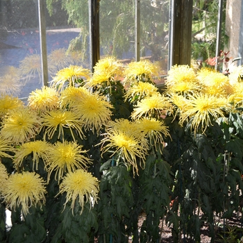 Chrysanthemum x morifolium 'Kishinonishi' (062553)