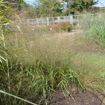 Eragrostis trichodes '' (062555)