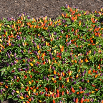 Capsicum annuum 'Garda Tri-Color' (062562)