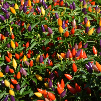 Capsicum annuum 'Garda Tri-Color' (062563)