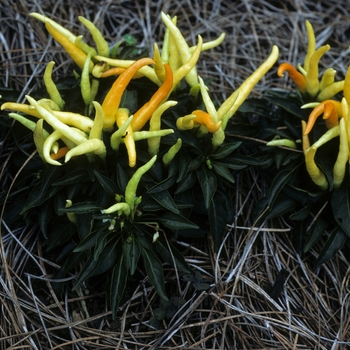 Capsicum annuum 'Medusa' (062568)