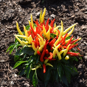 Capsicum annuum 'Medusa' (062569)