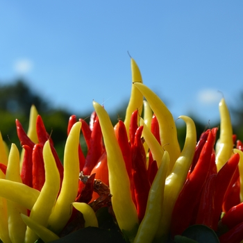 Capsicum annuum 'Medusa' (062570)