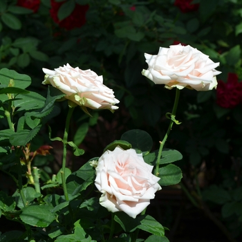 Rosa 'Tombola' (062592)