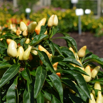 Capsicum annuum 'Peppa Blanca-Rose' (062599)