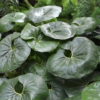 Farfugium japonicum 'Giganteum' (062600)