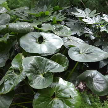 Farfugium japonicum 'Giganteum' (062601)