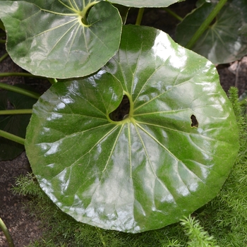 Farfugium japonicum 'Giganteum' (062602)