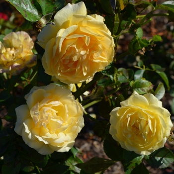 Rosa 'Julia Child™' (062613)