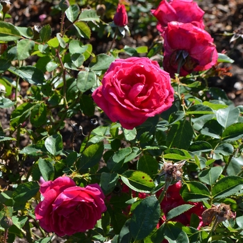 Rosa Easy Elegance® '' (062616)