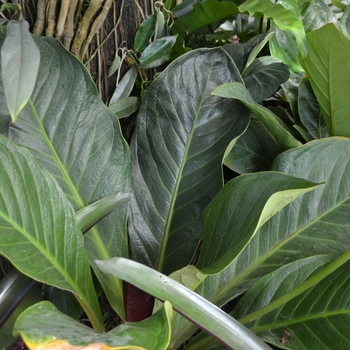 Anthurium jenmanii '' (062634)