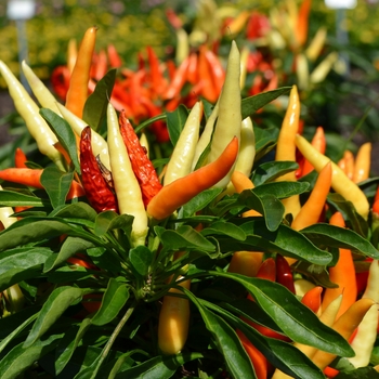 Capsicum annuum 'Peppa Pepperoni' (062638)