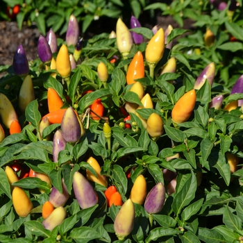 Capsicum annuum 'Peppa Purple-Tangerine' (062639)