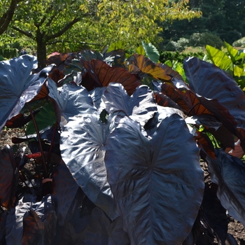 Colocasia esculenta Royal Hawaiian® 'Black Coral' (062643)